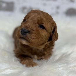 Jolly - Red  female Goldendoodle puppy in Nortonville, Kentucky from Deb’s KY Doodles