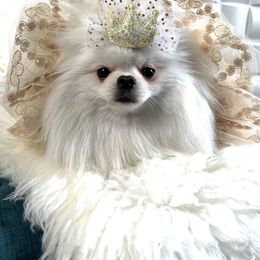 Pomeranian Puppies from POMERLAND exotic Pomeranians of Orlando