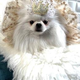 Pomeranian Puppies from POMERLAND exotic Pomeranians of Orlando