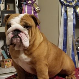 Phoenix  - Bulldog