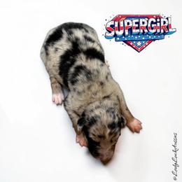SUPERGIRL-Blue Merle Female - Blue merle female Australian Shepherd puppy in Gainesville, Texas from Lady Luck Aussies