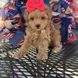 Bristol - Red female Maltipoo puppy in Berea, Kentucky from Blair’s Furry Friends