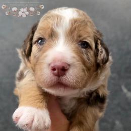Phil - Brown merle male Aussiedoodle puppy in Vinemont, Alabama from Cotton Country Kennels