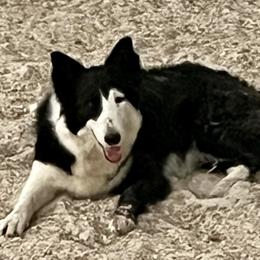 Splitty - Border Collie