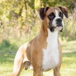 Boxers, Bulldogs, and Shih Tzus from Karmash Boxers, Bulldogs and Krymson Kandy Shihtzus