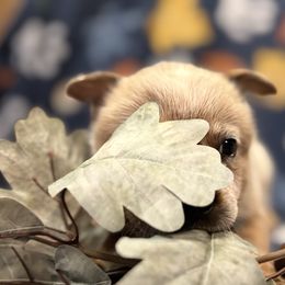 Boy 1 - Red speckled male Australian Cattle Dog puppy in Scurry, Texas from RedHorizon AKC Australian Cattle Dogs (Heelers)