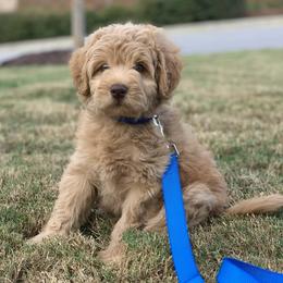 Australian Labradoodle Puppies from Just Doodling Around