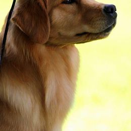 Golden Retrievers from Cheyenne's Golden Retrievers
