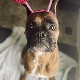 Boxer All Grown Up from Bluegrass Brawn Boxers