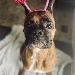 Boxer All Grown Up from Bluegrass Brawn Boxers