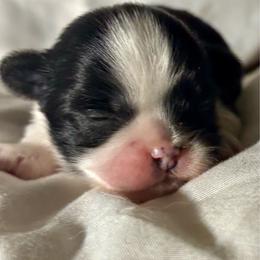 Mick - Black and white male Shih Tzu puppy in Skipperville, Alabama from Nay Nay’s Babies