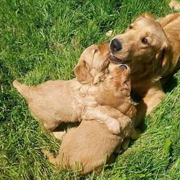 Golden Retriever and Labrador Retriever Puppies from Sutter Bay Retrievers