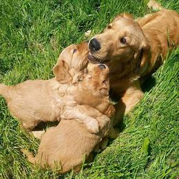 Golden Retriever and Labrador Retriever Puppies from Sutter Bay Retrievers
