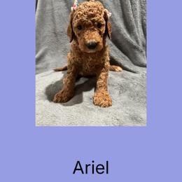 AKC Standard poodle Ariel - Apricot female Poodle puppy in Harrisburg, Arkansas from Ransone’s Ridge Runners Poodles and Doodles