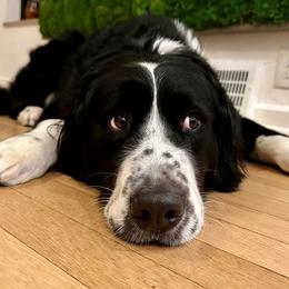 Milo - Bernedoodle