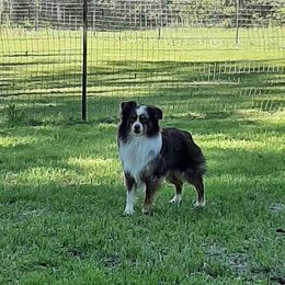 Meeko - Miniature Australian Shepherd