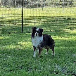 Meeko - Miniature Australian Shepherd