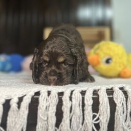 Brown - Brown white and tan male Cocker Spaniel puppy in Bearden, Arkansas from Pups of the Pines