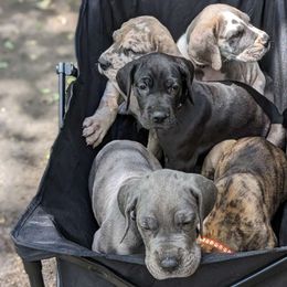 Great Dane puppies from R&R Breeding and Pet Care