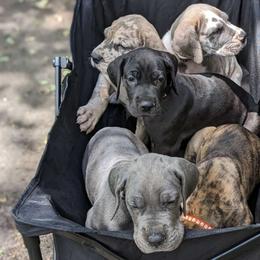 Great Dane puppies from R&R Breeding and Pet Care