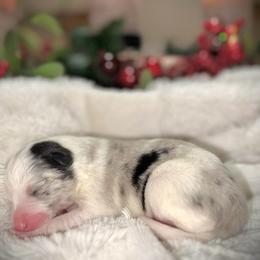 Boy 3 - White and blue merle male Border Collie puppy in Jonesboro, Arkansas from Hampton Border Collies
