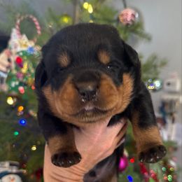 Axel - Black and mahogany male Rottweiler puppy in Grass Valley, California from Rottweiler vom Hause Wolf