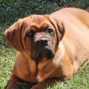 Dogues de Bordeaux from Magnificent Mastiffs of Atlanta