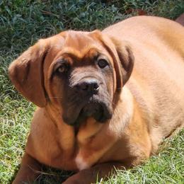 Dogues de Bordeaux from Magnificent Mastiffs of Atlanta