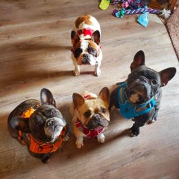 French Bulldog All Grown Up from Windy Willow's French Bulldog