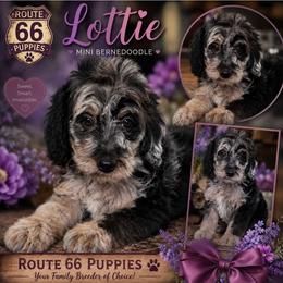 Girl 1, Marla - Blue merle female Bernedoodle puppy in Delphos, Ohio from Route 66 Puppies