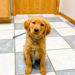 Golden Retriever Puppies from Golden Bunns Retrievers
