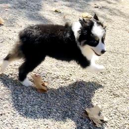 Miniature Australian Shepherd Puppies from DLT MiniAussie