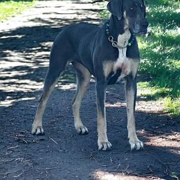 Luna - Great Dane