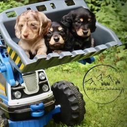 Dachshund Puppies from Bald Mountain Dachshunds