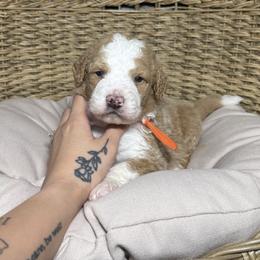 RUGER - Red male Bernedoodle puppy in Corpus Christi, Texas from The Henke Doodles