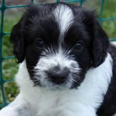 Schapendoes Puppies from Dream Star Schapendoes