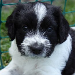 Schapendoes Puppies from Dream Star Schapendoes