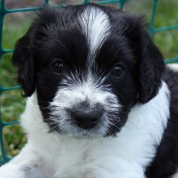 Schapendoes Puppies from Dream Star Schapendoes