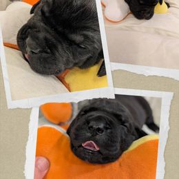Light blue collar - Black male Cane Corso puppy in Va Beach, Virginia from Guardian Corso's