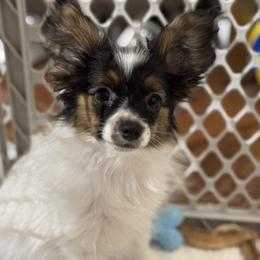Papillon Puppies from Lena Cherkas