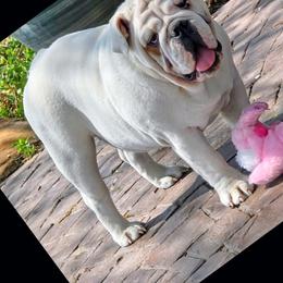 Bulldog puppies from Waltman's Bulldog's