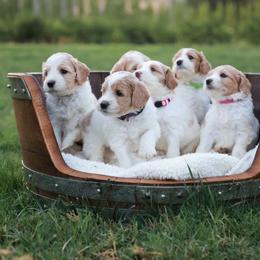 Assorted Doodle Crosses, Australian Labradoodle, Goldendoodle, and Newfoundland Puppies from Twin Sisters Doodles
