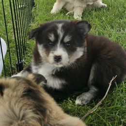 Pomsky Puppies from PJs Pomskies