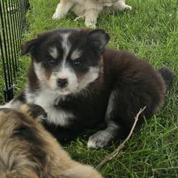 Pomsky Puppies from PJs Pomskies
