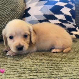 Ziti - Cream female Dachshund puppy in Perkins, Oklahoma from 4B Dachshunds