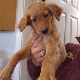 Sophie - Apricot female Goldendoodle puppy in Milwaukwe, Wisconsin from Wisconsin Doodles