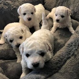 Bichon Frises from Luna Llena Bichons