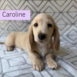 Caroline - Cream Longhair - Pet Only - 4500 - Cream female Dachshund puppy in Pauls Valley, Oklahoma from Simply Happy Dachshunds