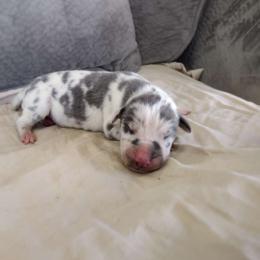 Costello - Blue and white Great Dane puppy in Marshall, Michigan from Dream K9