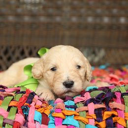 Australian Labradoodle, Bernedoodle, and Goldendoodle Puppies from Golden Fields Doodles